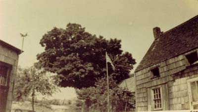 The Old Maple in front of sandbank school (no longer exists), 1942 